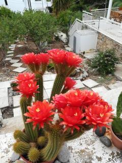Eri Studios - Agia Marina Aegina - 5