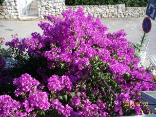 Apartmani Šurlin - Hvar - 5