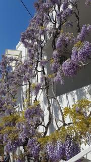Apartmani Šurlin - Hvar - 6