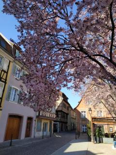 AU brochet - Colmar - 7