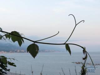 Sul Mare B&B - Diamante - 0
