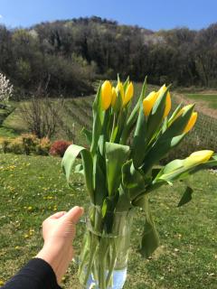 Agriturismo Lemire - San Pietro di Feletto - 1
