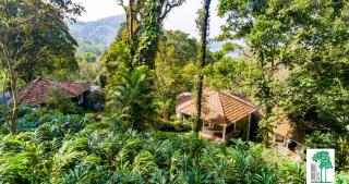 The Tall Trees - Munnar - 5