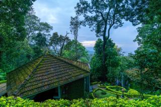 The Tall Trees - Munnar - 7
