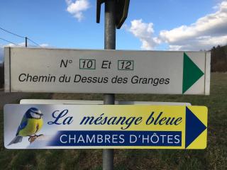 La Mésange bleue - 3