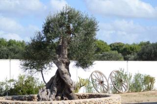 Villa Arneide bed and breakfast - 3