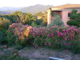 Chambre d'hote Casa Tozza - Porticcio - 6
