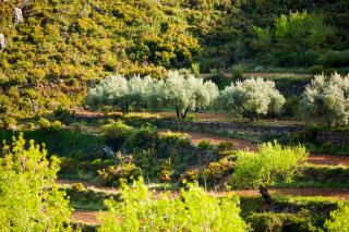 La Covarxella - Culla - 5