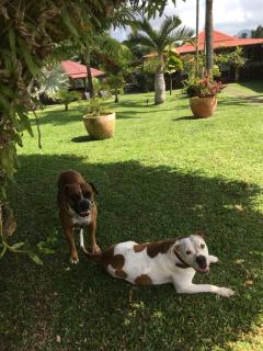 Le bungalow des bougainvilliers - Ducos - 9