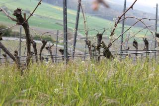 Ferienwohnung Zu den Weinbergen - Traustadt - 1