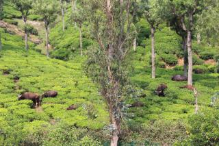 Rustling River Resort - Ooty - 8