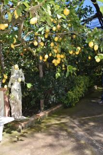 casa dei limoni - Massa Lubrense - 3