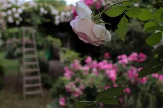 La Vigna B&B - Treviso - 1