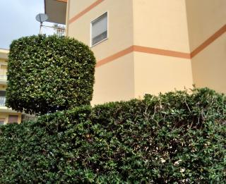 Federico's House - 2