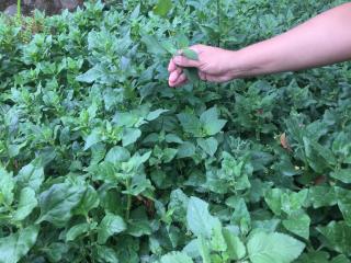 Las Tilapias Hotel - 3