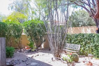 Running Coyote - Oro Valley - 4