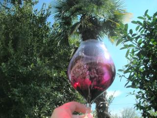Cabernet Tali - 2