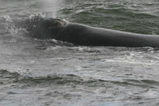 Lavender Manor Guest Lodge - 9