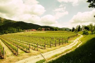 Agriturismo l'Uva e le Stelle - Faedis - 2