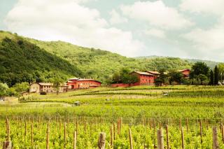 Agriturismo l'Uva e le Stelle - Faedis - 0