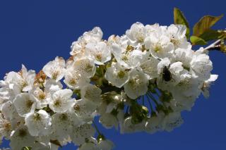 El Canchal de la Gallina -Cafetería -Aparcamiento gratis - Jacuzzi - Piscina de agua caliente abierta desde el 28 de Marzo - 4