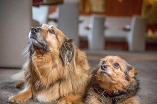 HOTEL DÜNENLÄUFER Langeoog - 5