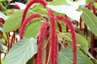 mame trees - West End - 6