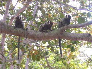Ecolodge Batel Alagoas - Coruripe - 2