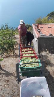 I TRE GRAPPOLI - Corniglia - 2