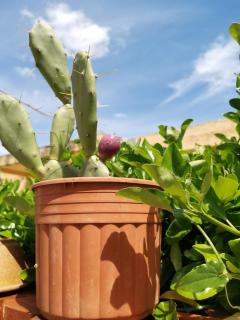 B&B Scogli Bianchi - Noto Marina - 1