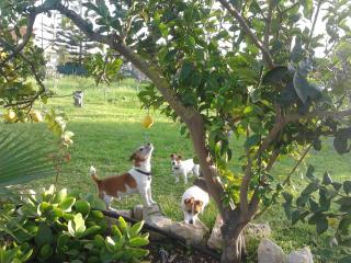 Agrib&B Lemontree Garde'N - Siracusa - 5