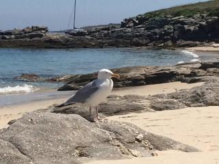 Les jardins du vivier - Combrit - 7