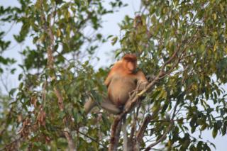 Orangutan Shankara Houseboat with 2 cabin - 3