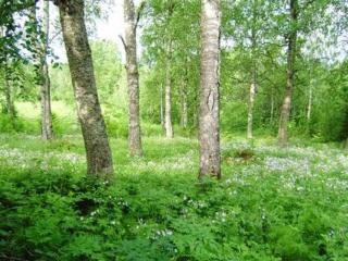 Holiday Home Koivuniemi by Interhome - Nieminen - 1