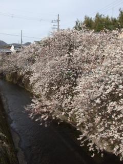 Kyoto Narutaki Keisenso - Kyoto - 7