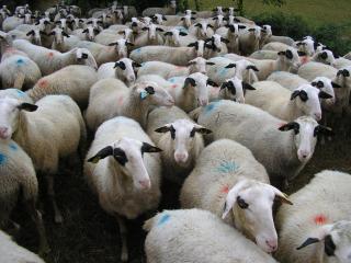 LA FERME JARLAN - Berganty - 6