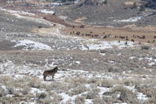 The Rusty Parrot Lodge and Spa - 6