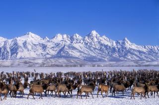 The Rusty Parrot Lodge and Spa - 4