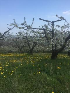 Les Gîtes du Couvent - Nozières - 2