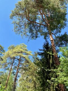 Nadi's Holiday Home – Heart of Woods, Szentendre Island - Szigetmonostor - 6