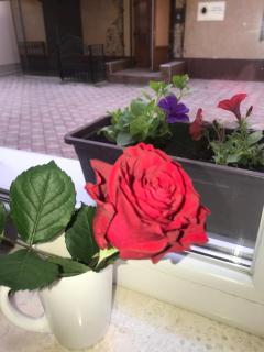 Newtone Apartment - 1