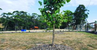 Lockleigh Park - Lebrina - 5