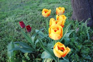 La Rose des Vents - Saint-Germain-sur-Morin - 4