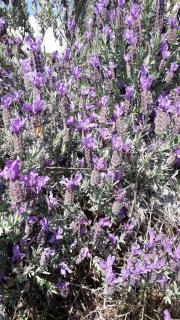 Aliso' - Sarzana - 8