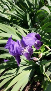 Aliso' - Sarzana - 7