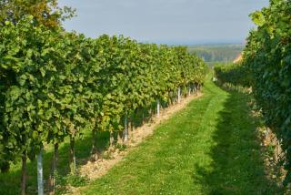 Weinhof - Gästehaus Maier - Angern - 8