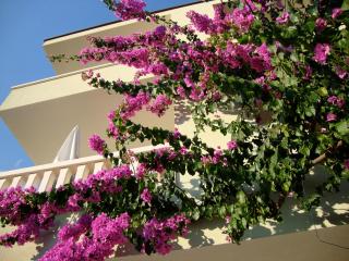 Apartments Villa Čizmić - Baška Voda - 0