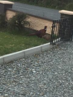 Foyleview Cottage, Moville - Moville - 5
