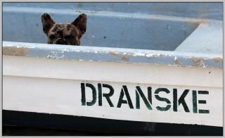 Exklusiver Bungalow direkt am Strand - Dranske - 4