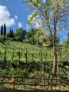 La Locanda di Campagna - Agropoli - 7